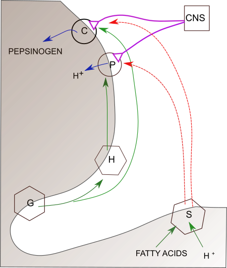 gastric juice